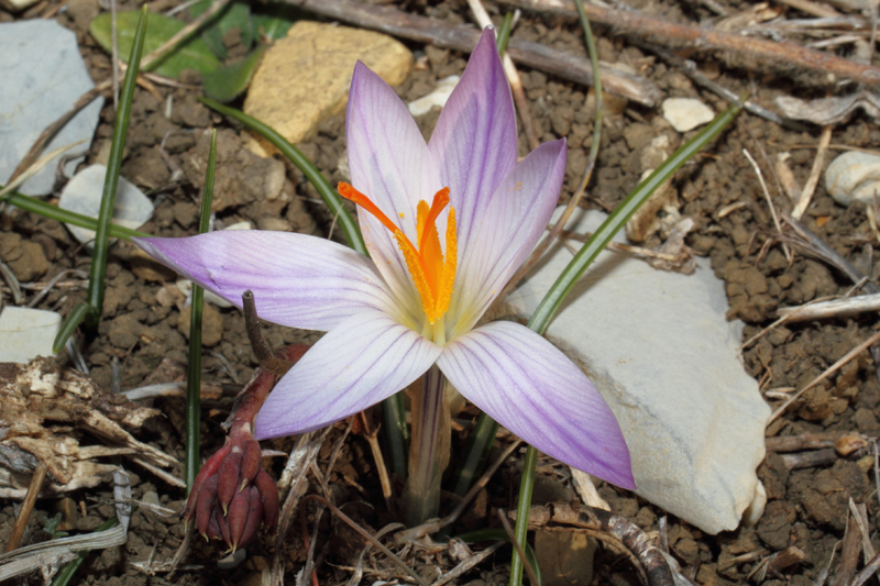 Un po'' di Crocus liguri (visto che  il periodo)